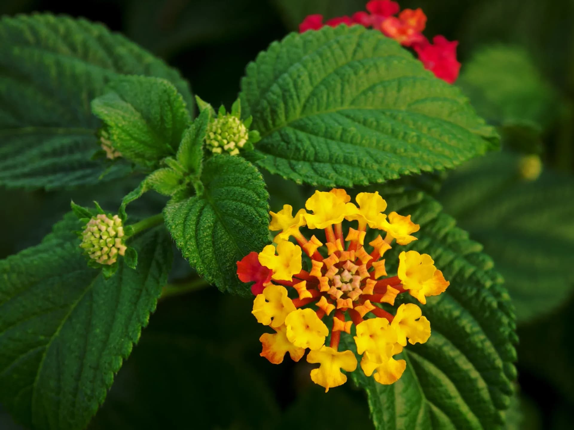 LantanaFlowerLeaves.webp