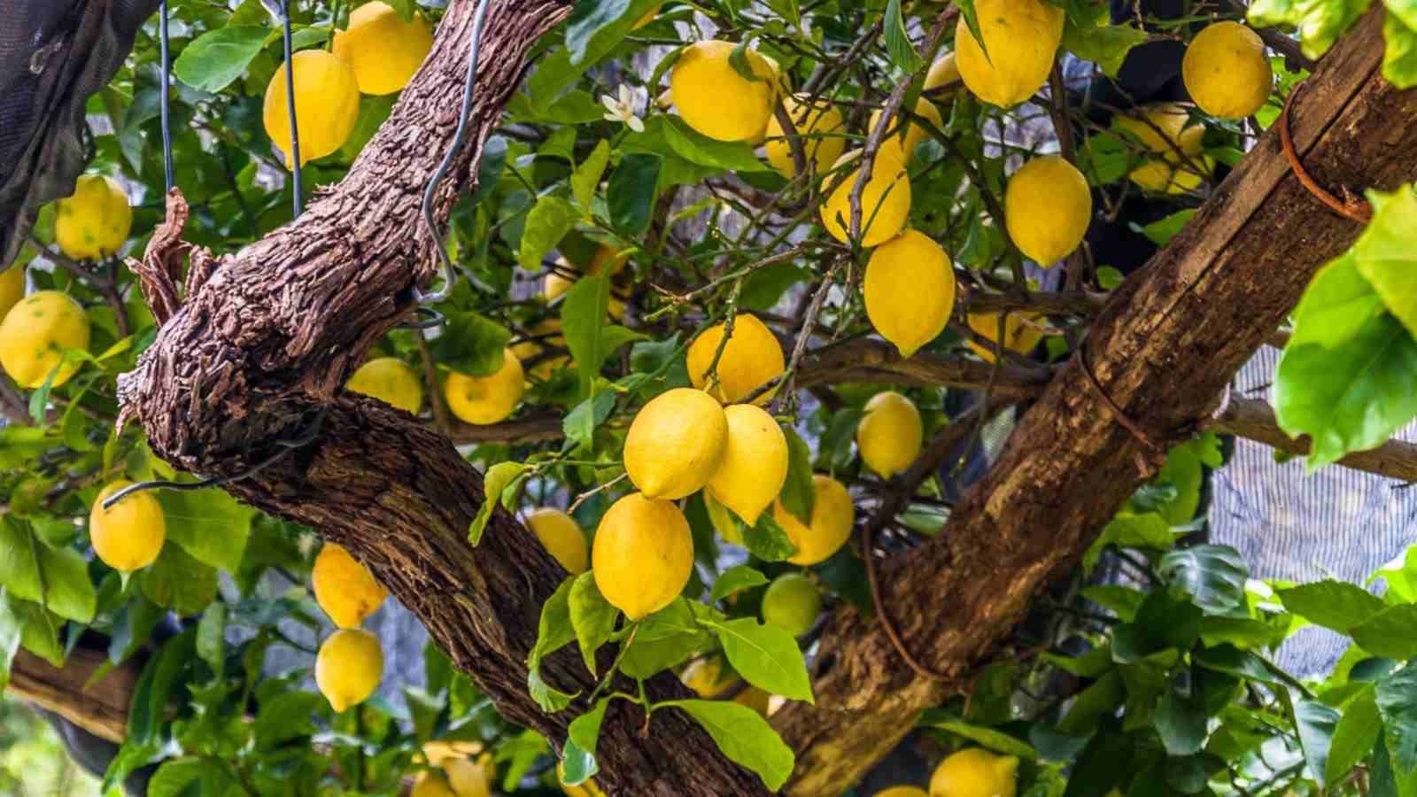 Lemon-Tree.jpg