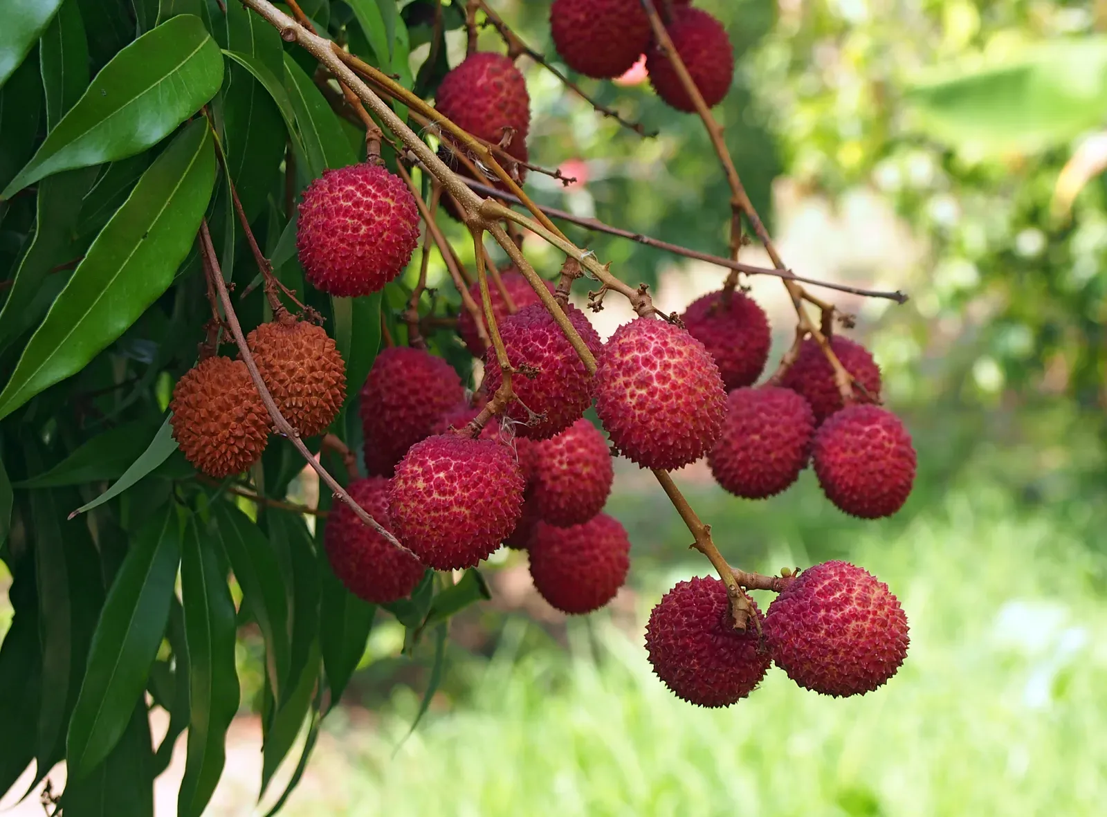 Lychee-fruit-tree-plant.webp