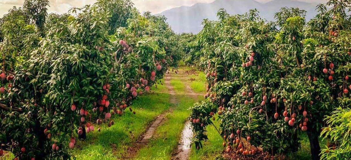 Mango-farming-beginner-guide-1500x533-1-1170x533.jpg