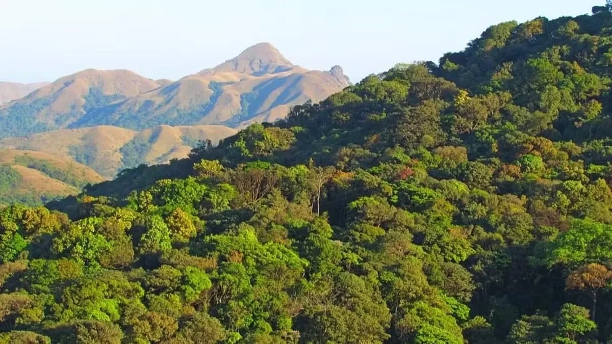 Measure Afforestation .webp