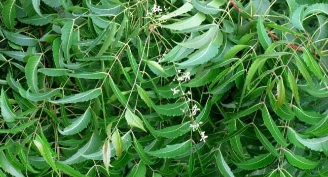 Neem.webp