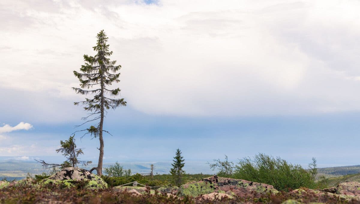 Old Tjikko – A 9,500-Year-Old Survivor .jpg