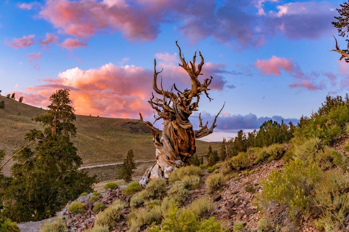 Oldest-tree-on-Earth_sunset.jpg