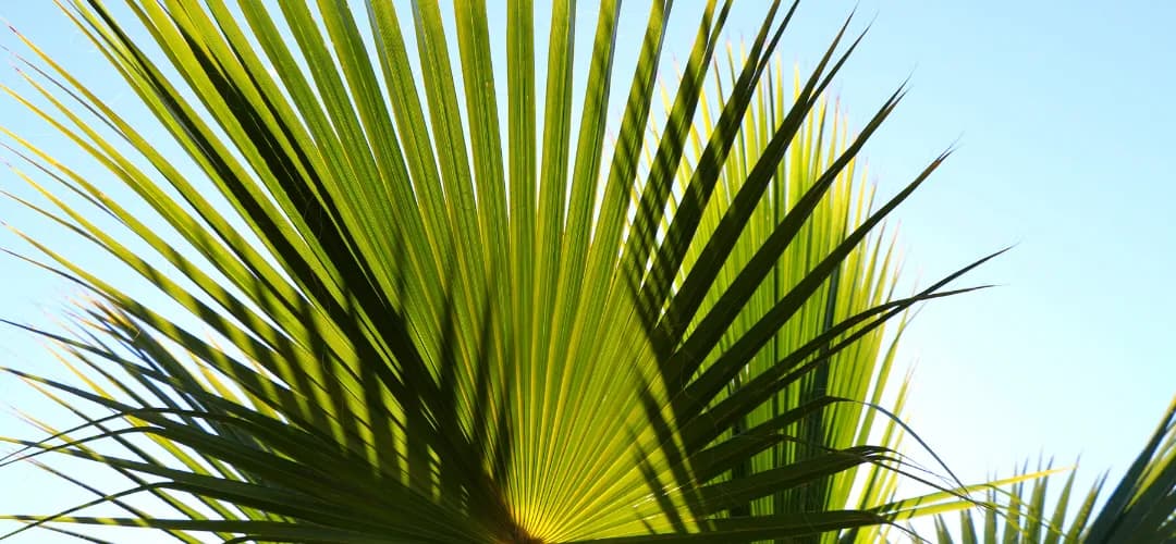 PALM TREE (1)-2.webp