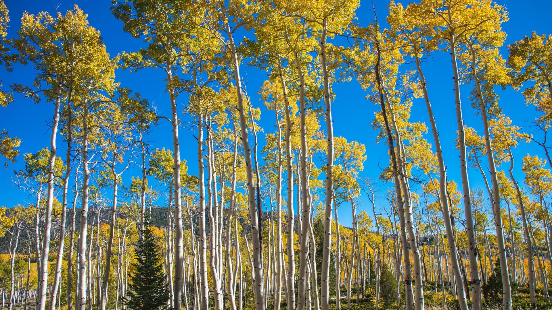 Pando – The Immortal Forest .jpg