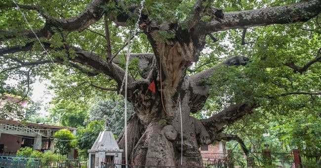Parijat tree Barabanki 1.jpg