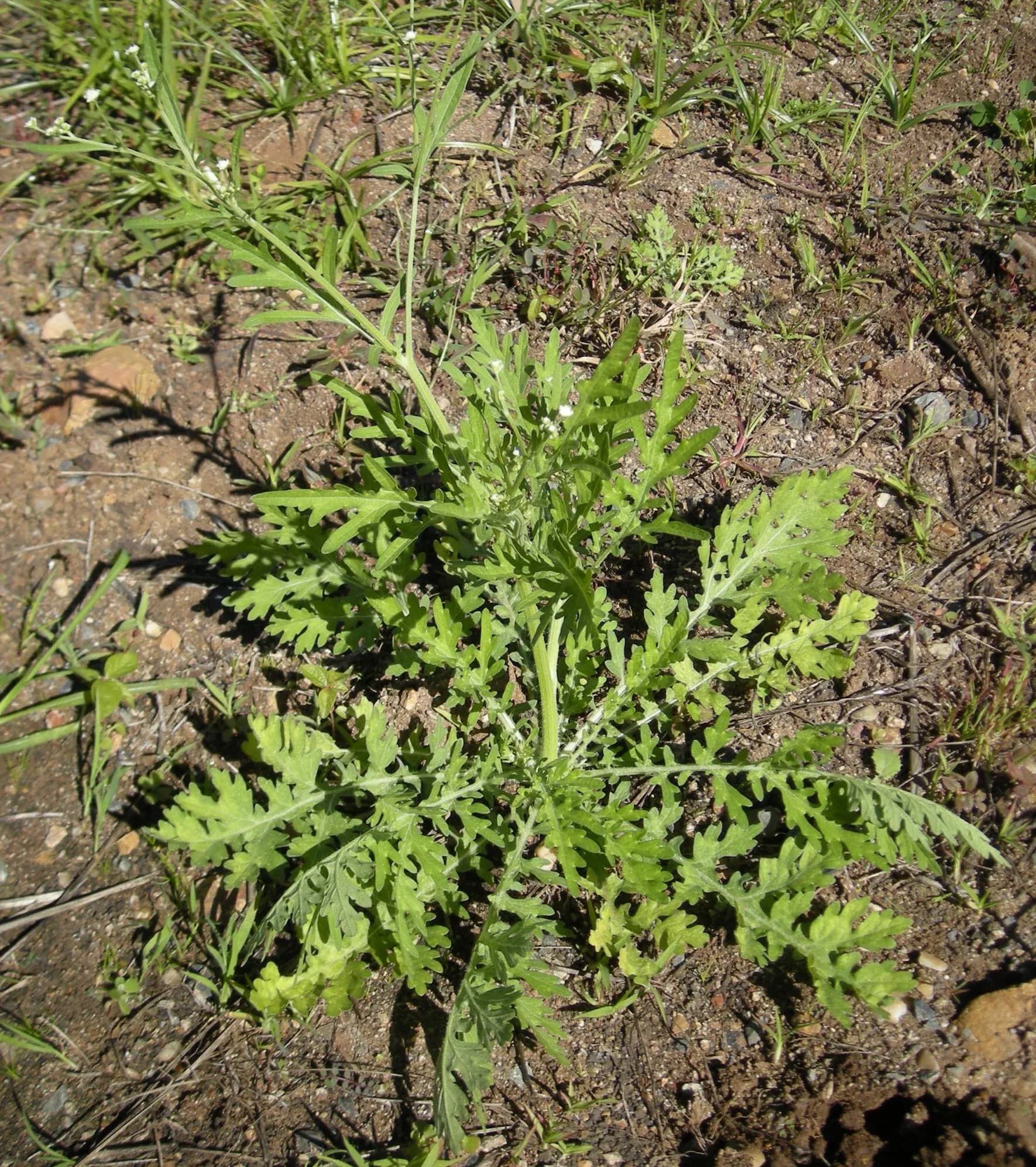 Parthenium_hysterophorus_plant_with_flowers.webp