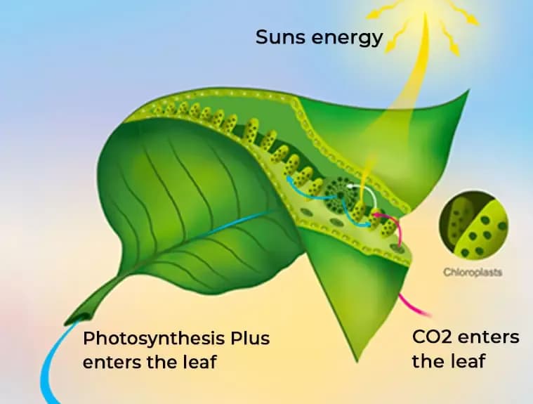 Photosyntheses benefit.webp
