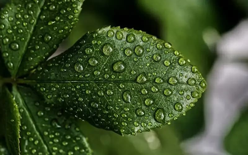 Photosyntheses component.webp