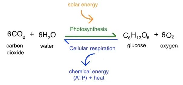 Photosyntheses process.webp