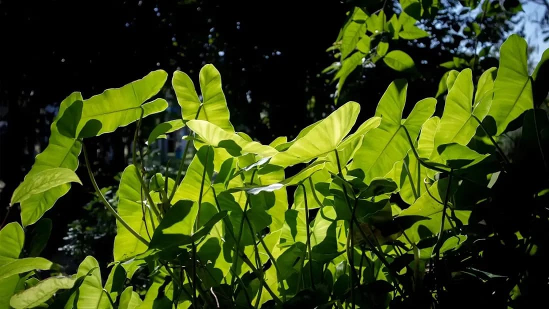 Photosynthesis facts.webp