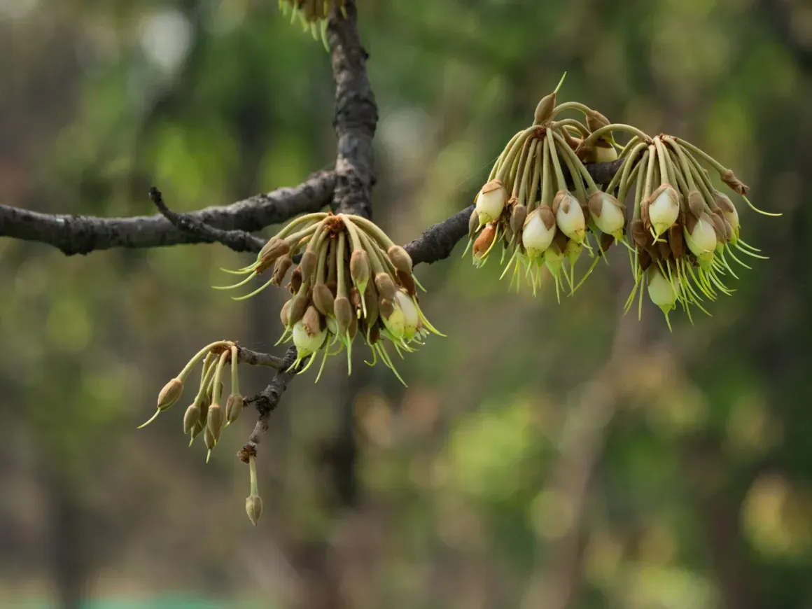 Picking-and-Eating-Mahua-Flowers-in-Jharkhand-7-scaled.webp
