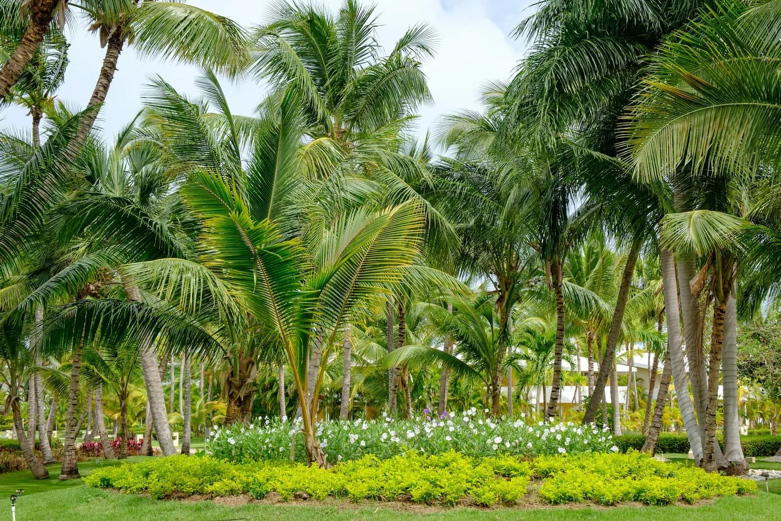 Planting-Palm-Trees-in-San-Diego-6_1600x.webp