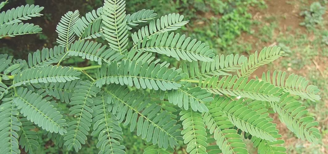 Pros_julifora_leaf_twig.webp