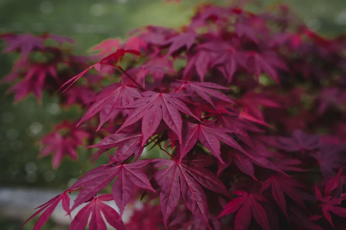 Red-Purple-Japanese-Maple-Tree-Leaves-with-a-Bold-Appeal_0_1200.jpg.webp