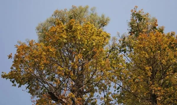 Sal Tree (Shorea robusta).webp