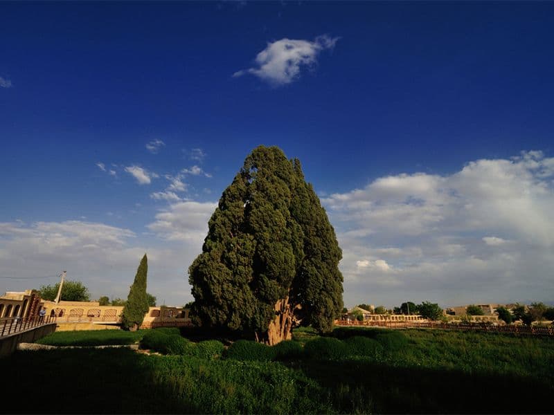 Sarv-e Abarqu – Iran’s Sacred Cypress .jpg