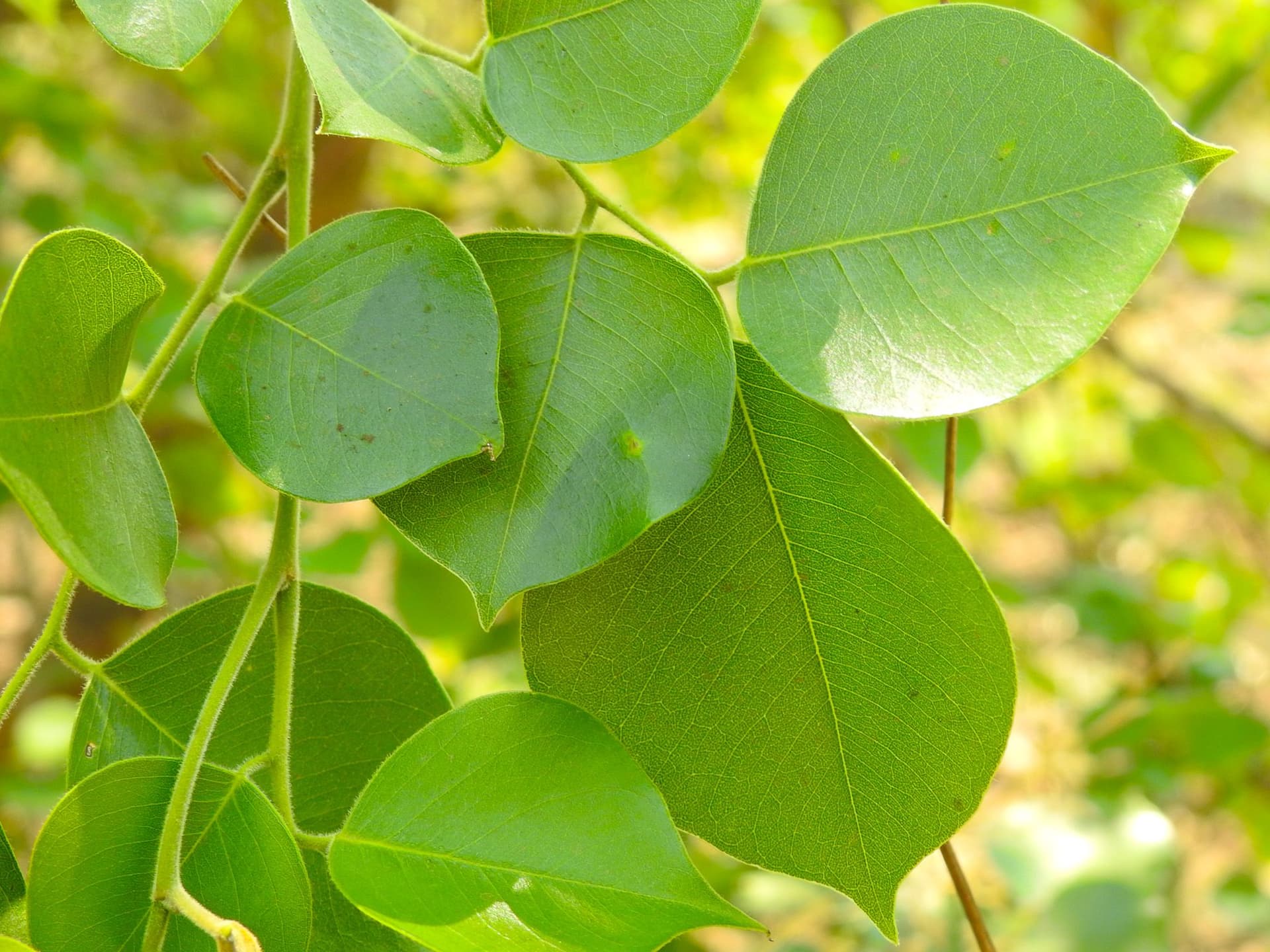 Sheesham-tree-1.jpg