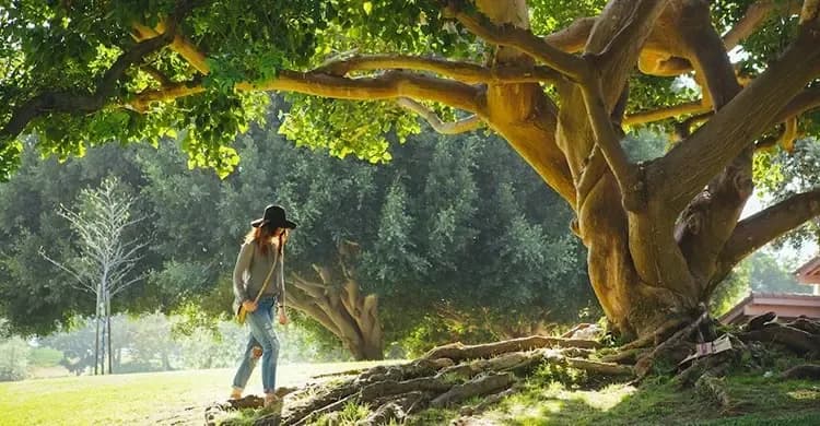 Significance-Of-Peepal-Tree.webp