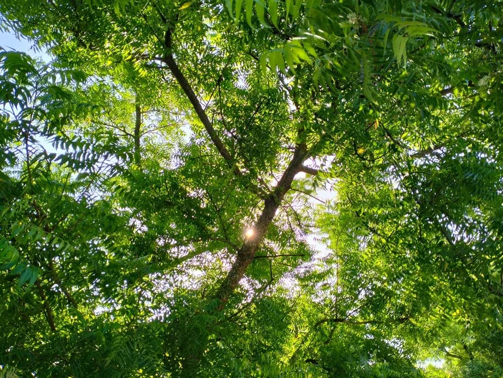 Spotting a Neem Tree.webp