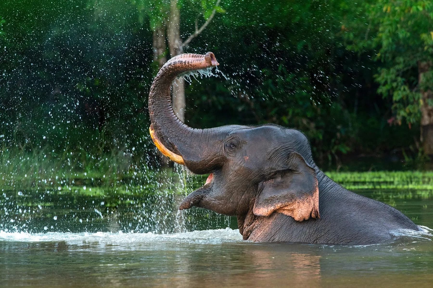 Success Stories of Wildlife Returning Due to Afforestation.webp