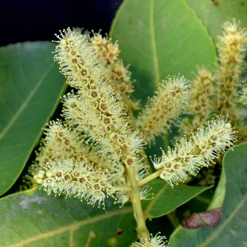 Terminalia_arjuna_1.1_.1_.4_._900x.webp