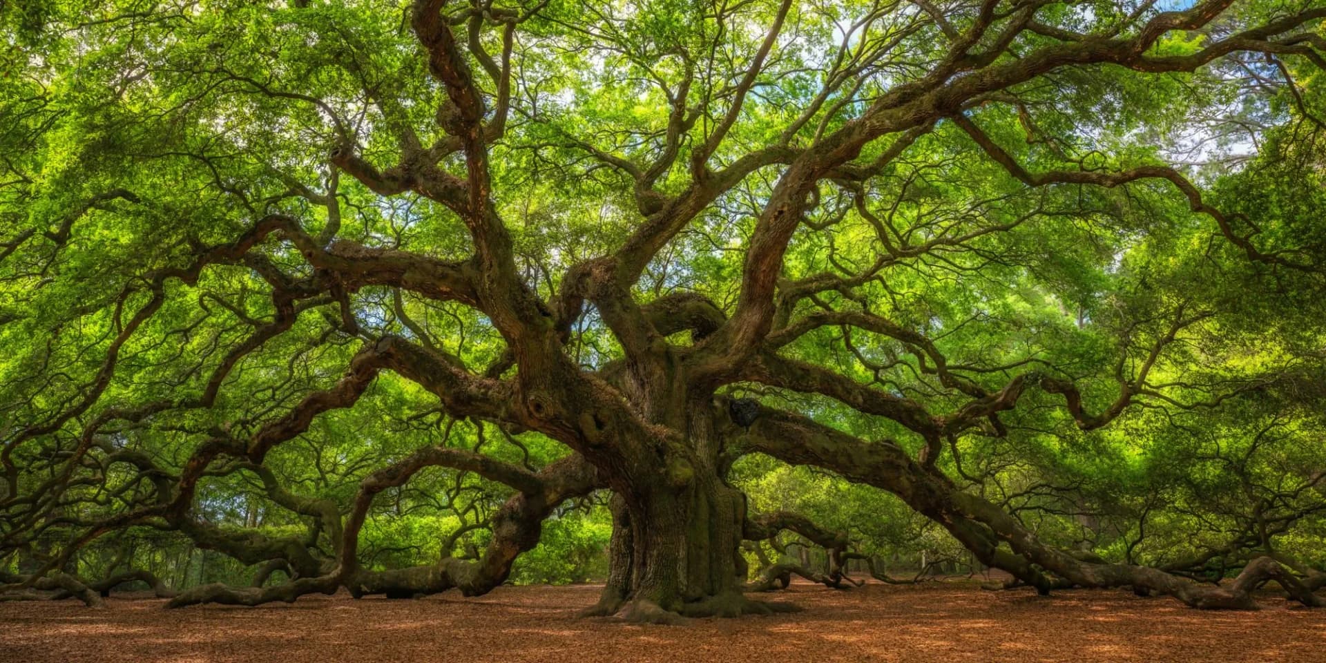 The Best Native Trees for Rapid Carbon Sequestration in India.webp