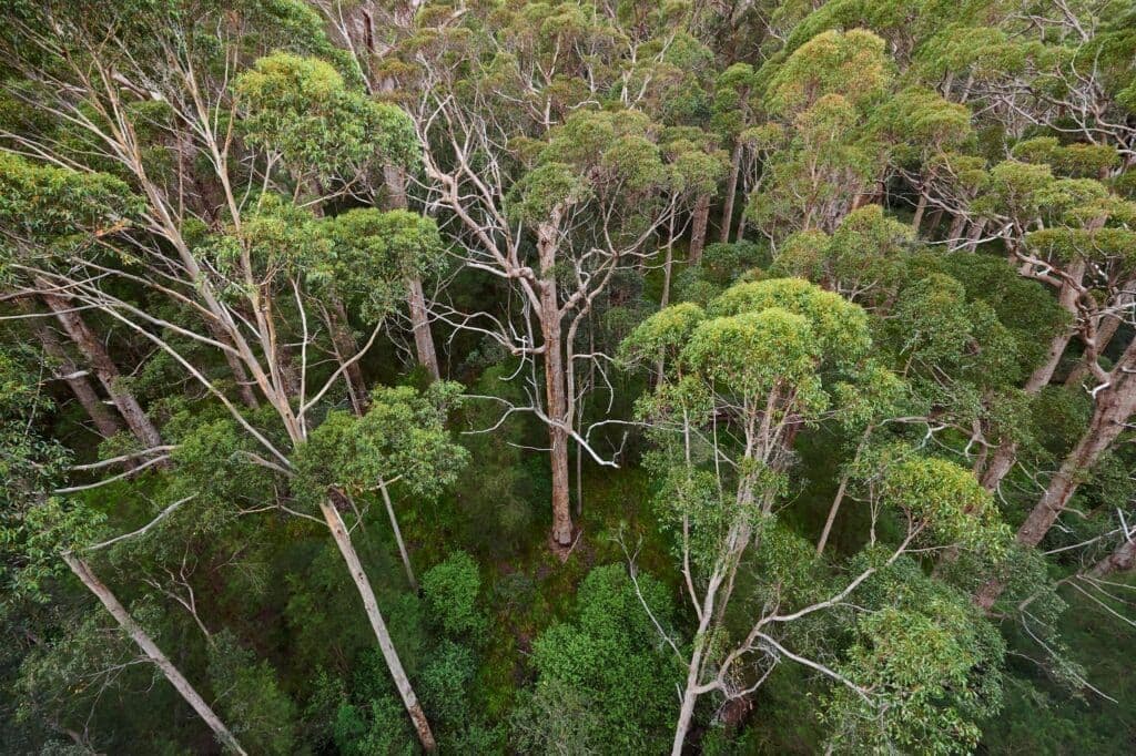 The Eucalyptus Empire – Giants of Australia.jpg