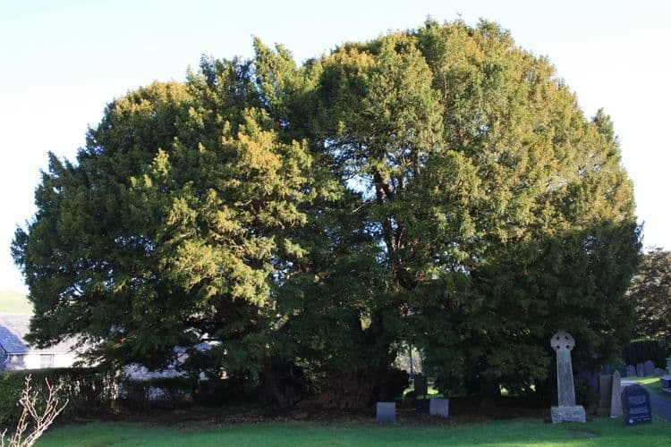 The Llangernyw Yew – Ancient Spirit of Wales .jpeg