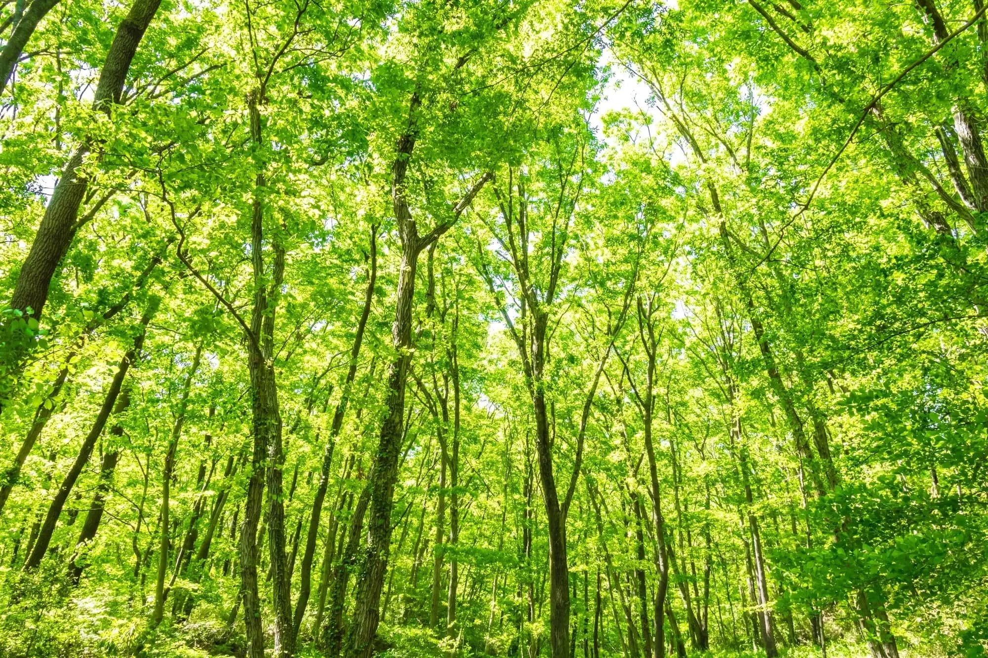 The Miyawaki Forest