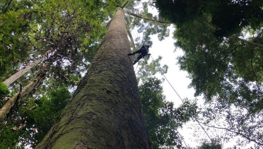 The Tropical Giant – Menara Tree, Malaysia.jpg