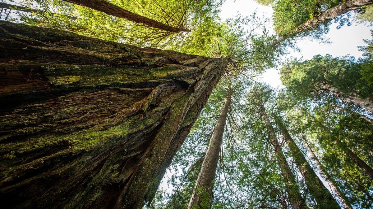 🏆 The World’s Tallest Tree- Hyperion .jpg
