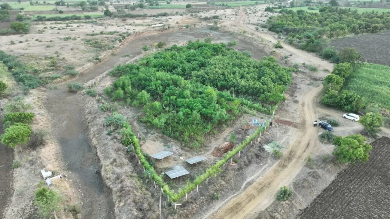 Tree Plantation case study of Ankleshwar