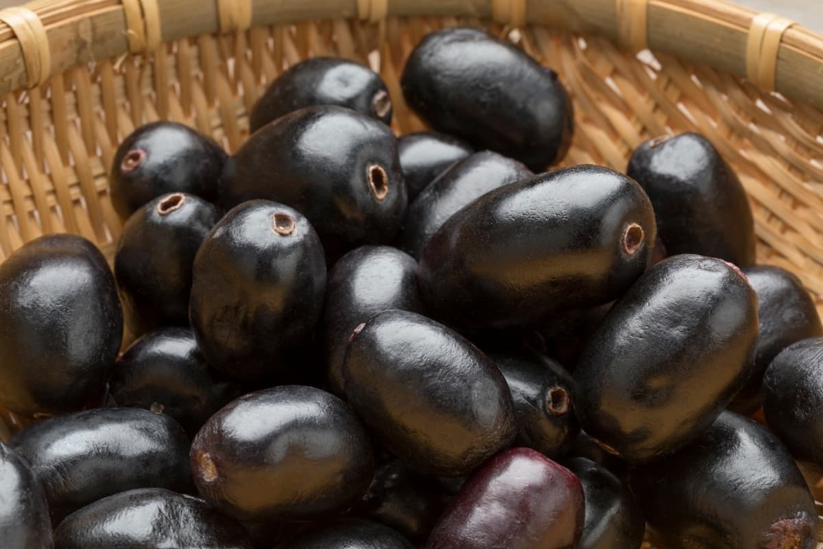 Ultimate-Guide-to-Jamun-Indian-Black-Plum-Farming-1.jpg