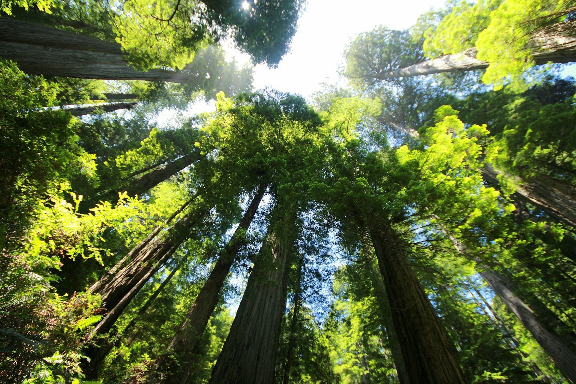Why the Tallest Trees Matter .jpg
