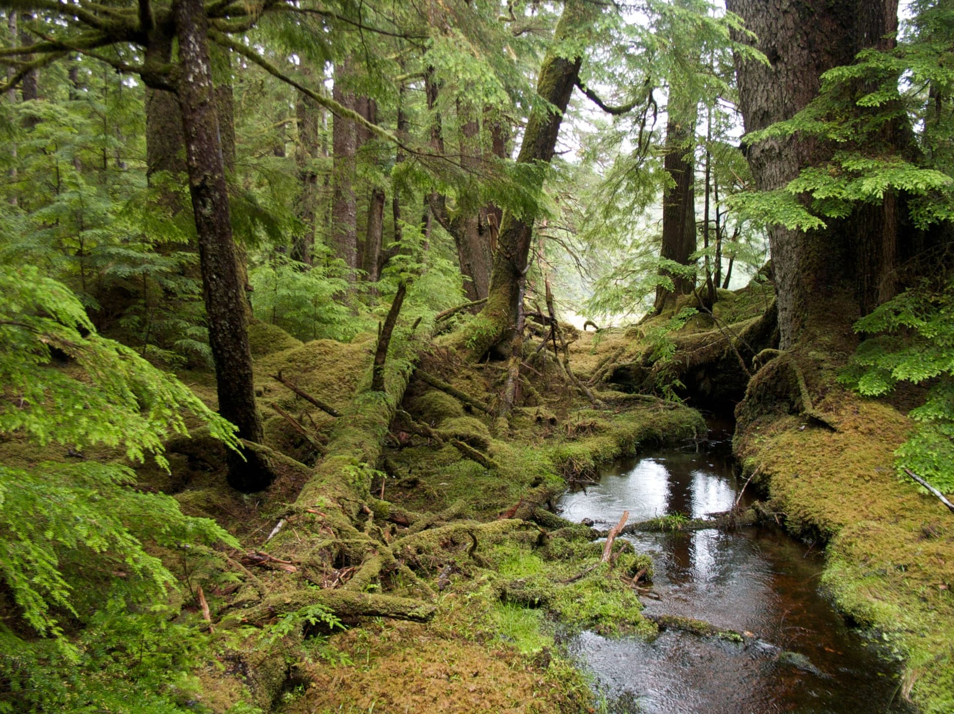 Windy_Bay_forest.jpg