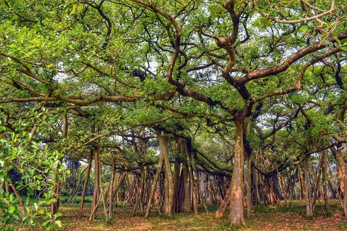 Worlds-Largest-Banyan-Tree-India.webp