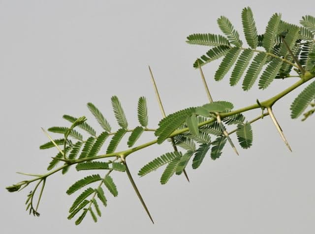acacia_nilotica_leaves_thorns_garg.jpg
