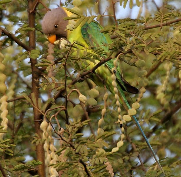 acacia_nilotica_pods.jpg