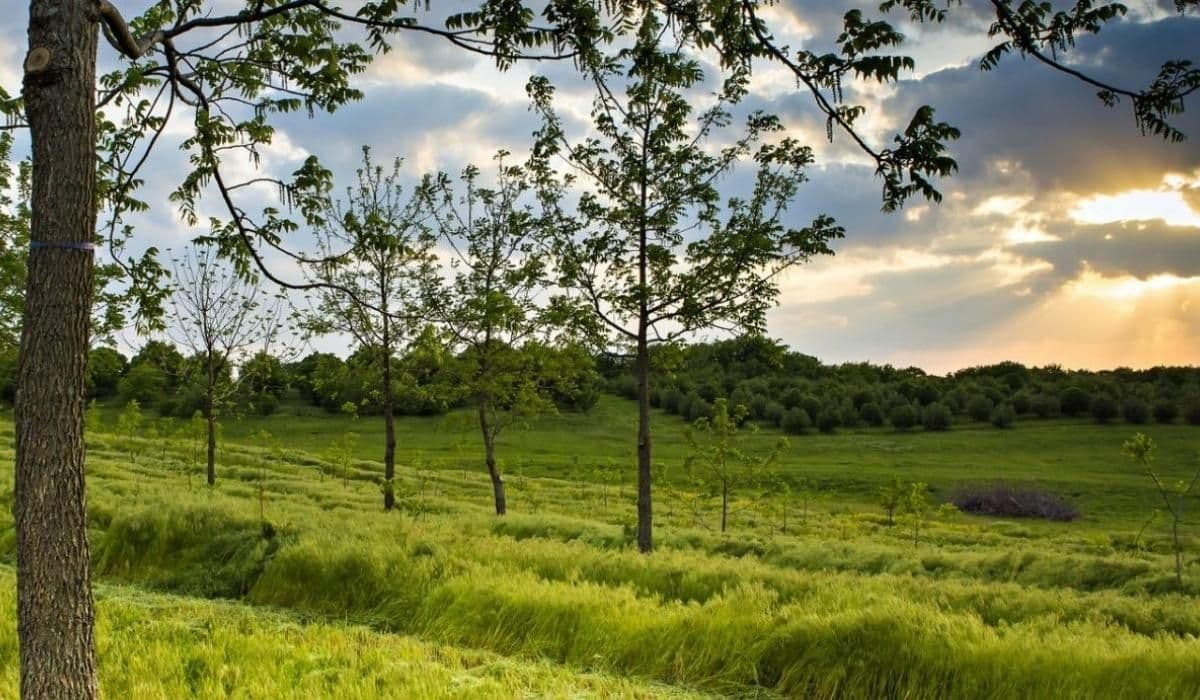 agroforestry.jpg
