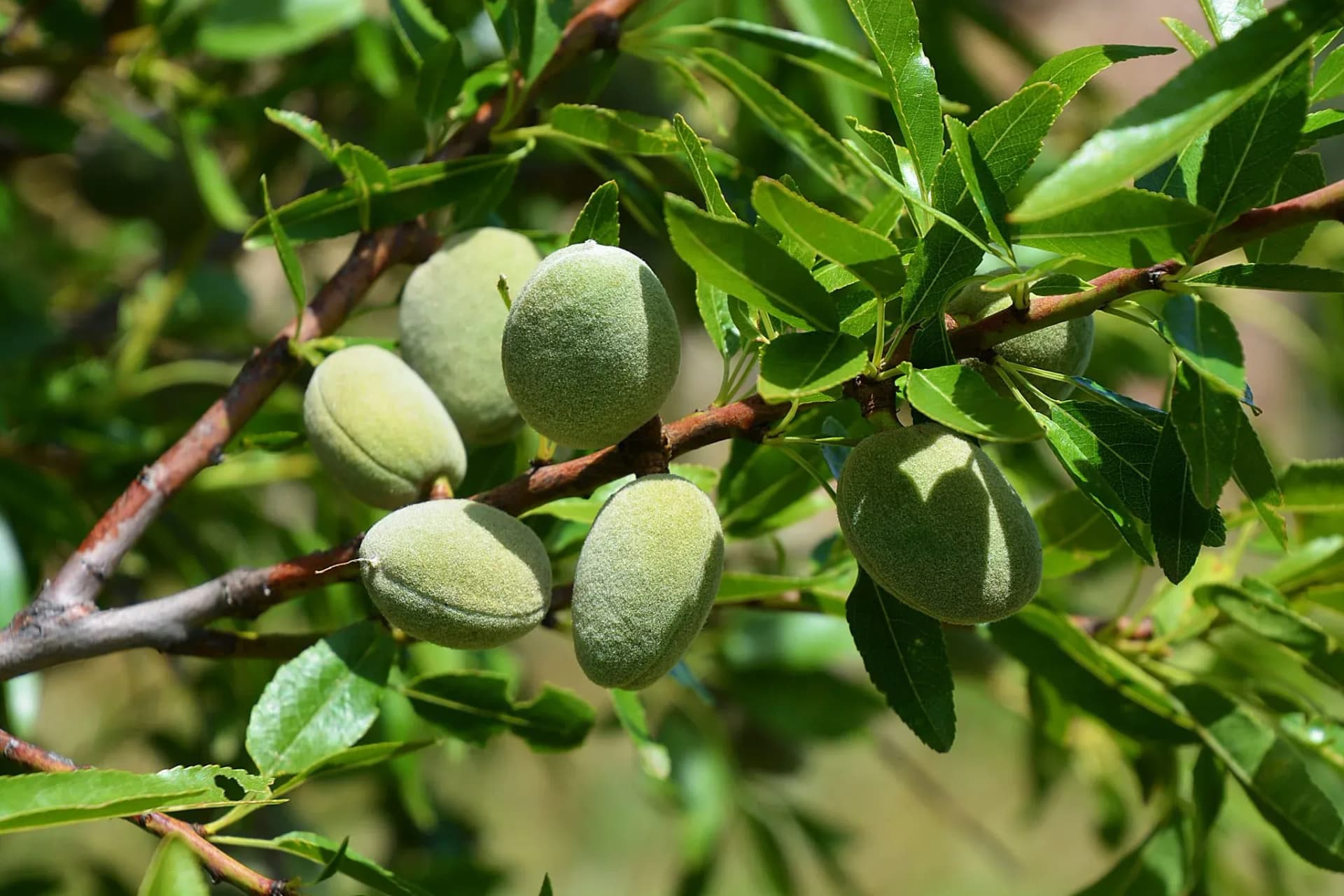 almond_tree.webp