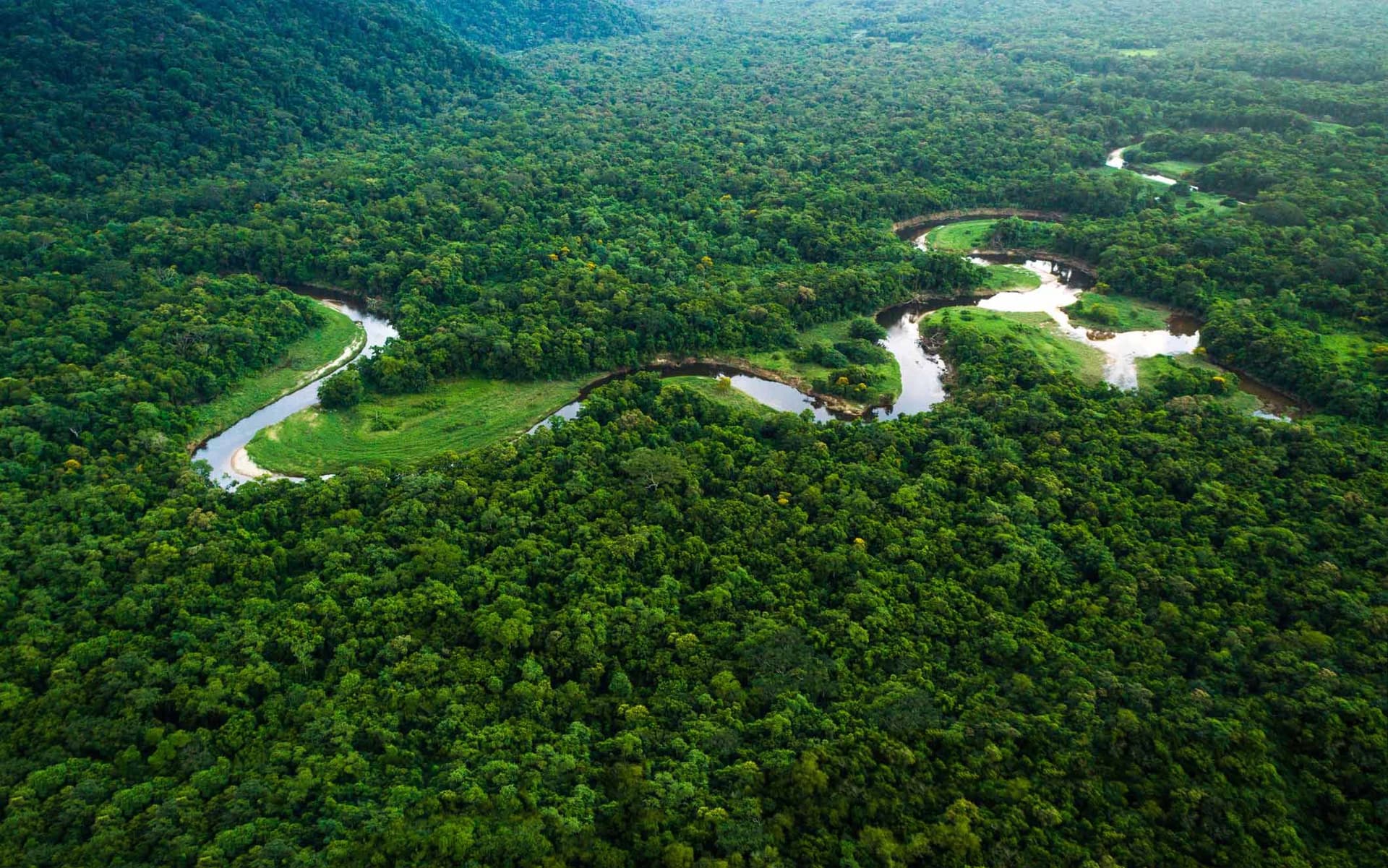 amazon forest.jpg