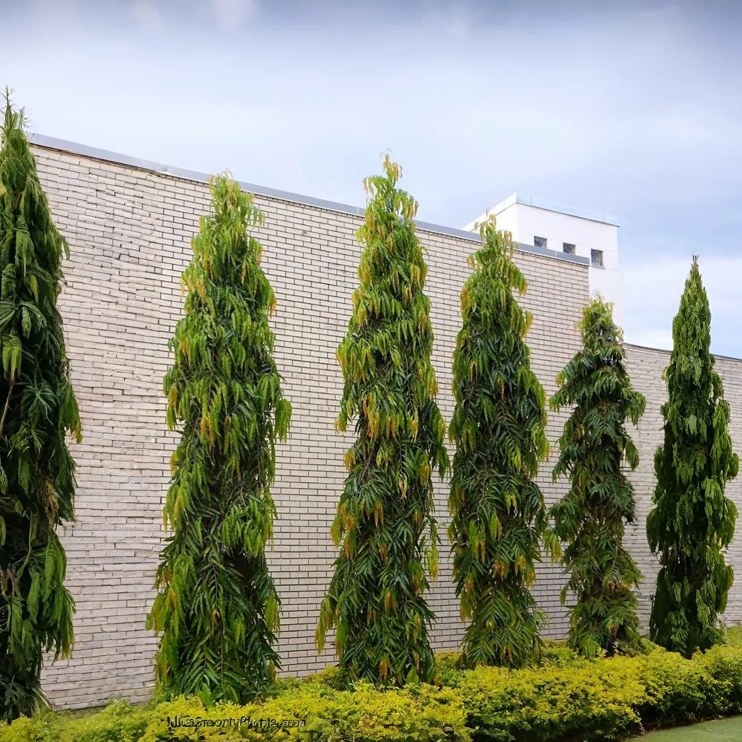ashoka-tree1.webp