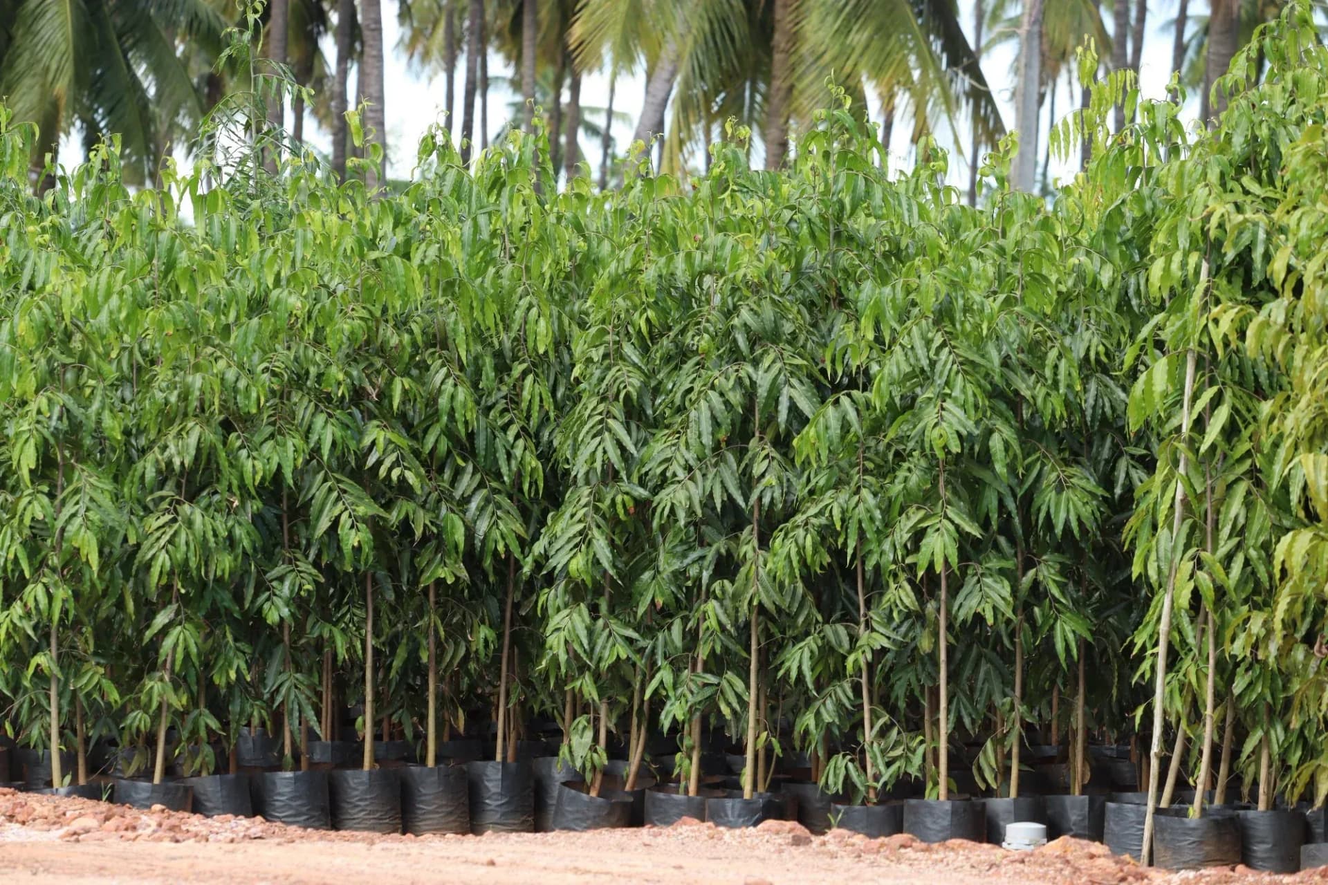 ashoka-tree-avnue-plant-grow-billion-trees.webp