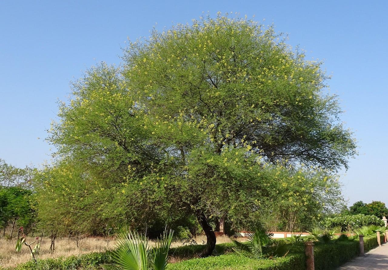 babul-2872022_1280.jpg