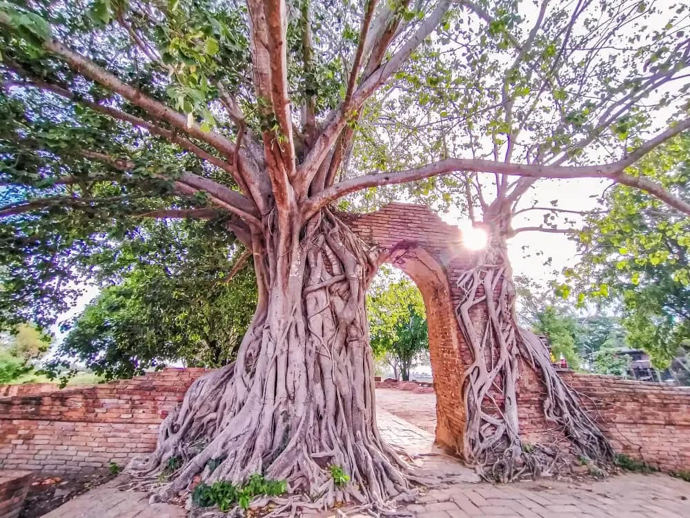 banyan-tree-life-cycle-2.webp