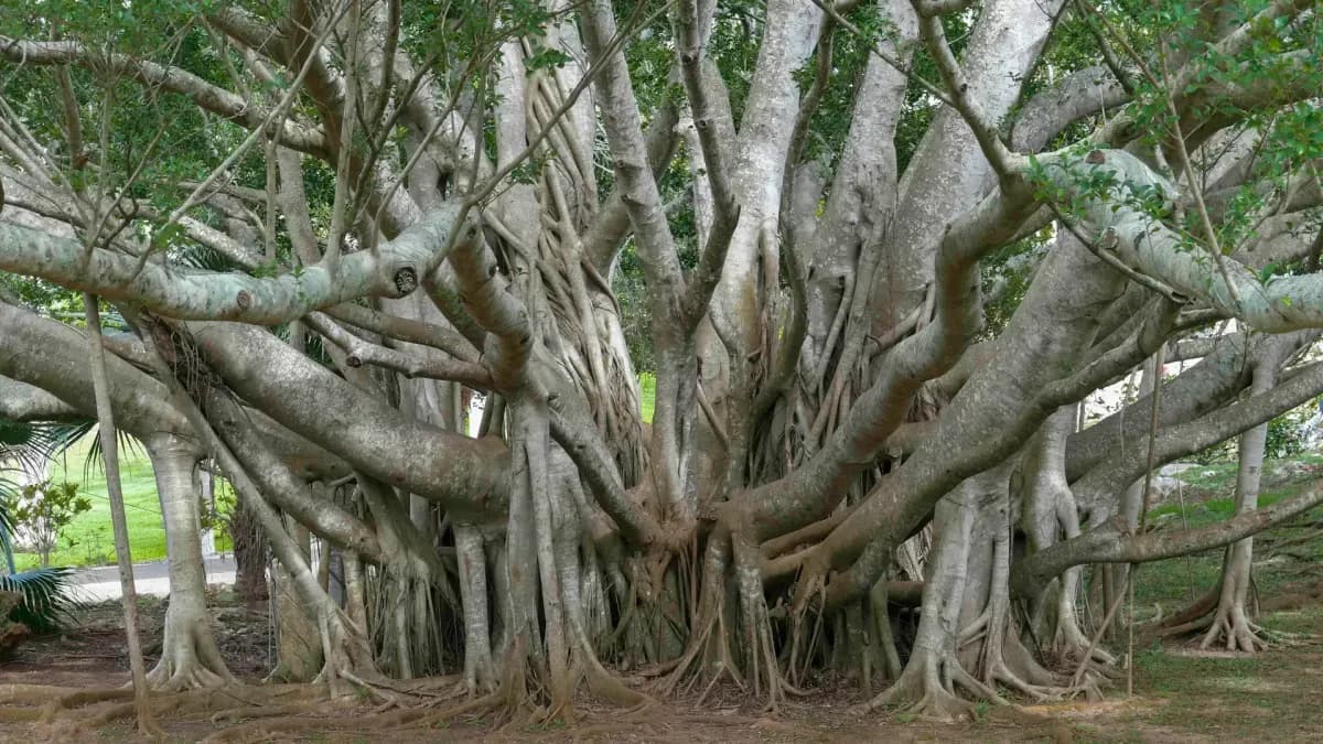 bayan-trees-in-hawaii.webp