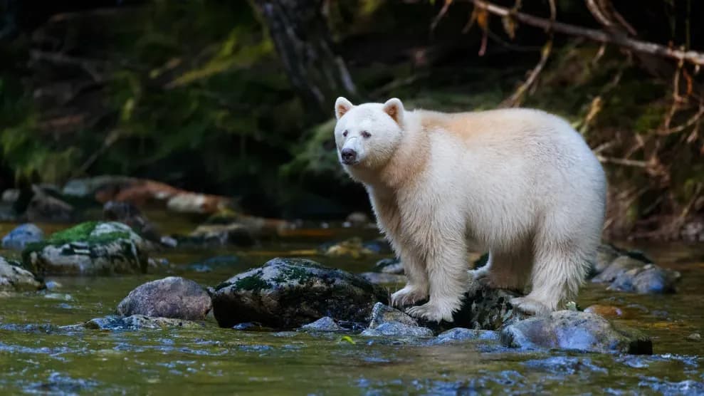 bear.webp