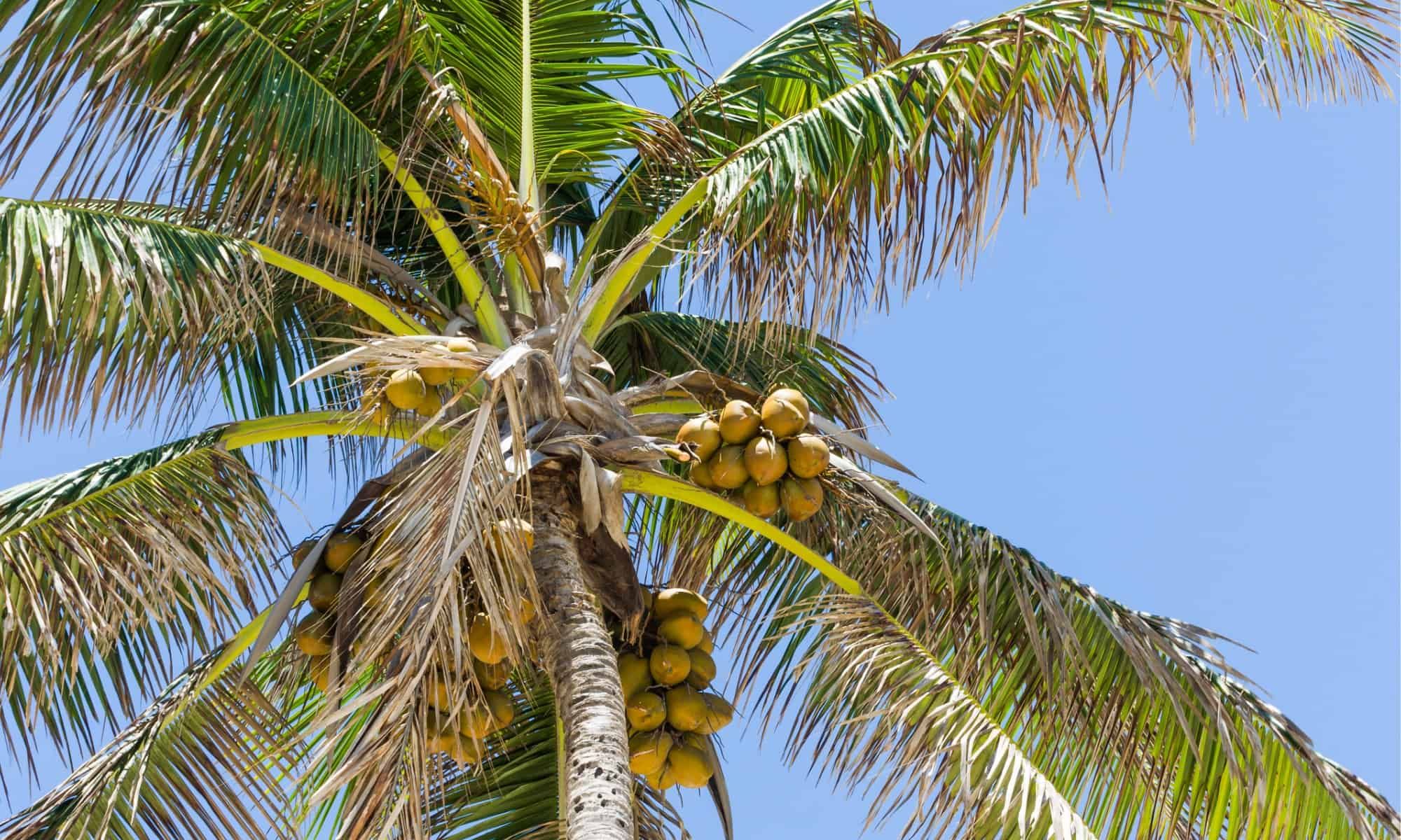 beautiful-background-of-coconut-trees-picture-id1190681882 (1).jpg